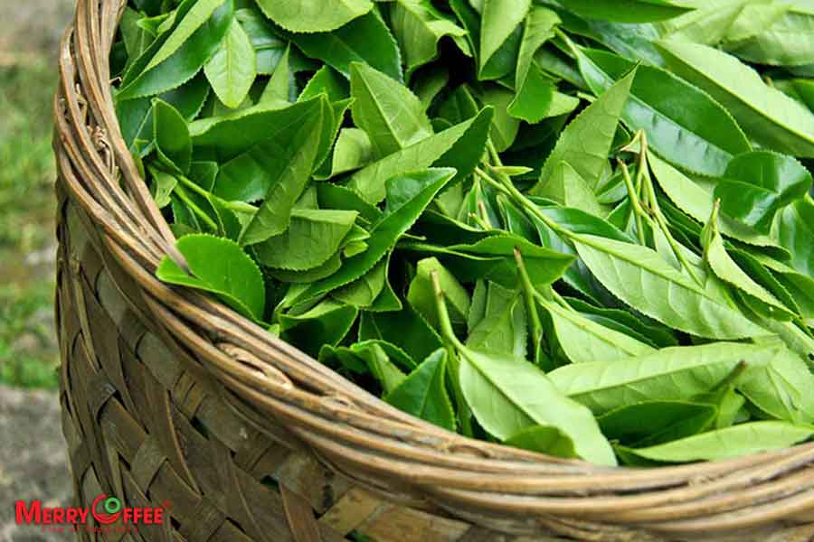 Matcha là gì? nguồn gốc từ lá trà xanh