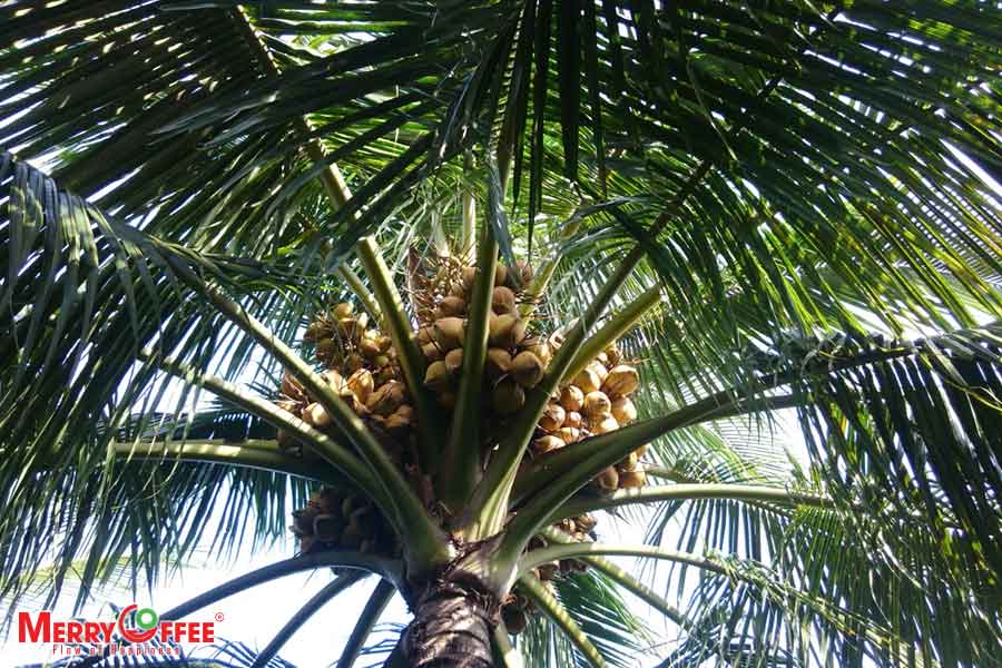 nguồn gốc cây dừa tại Việt Nam
